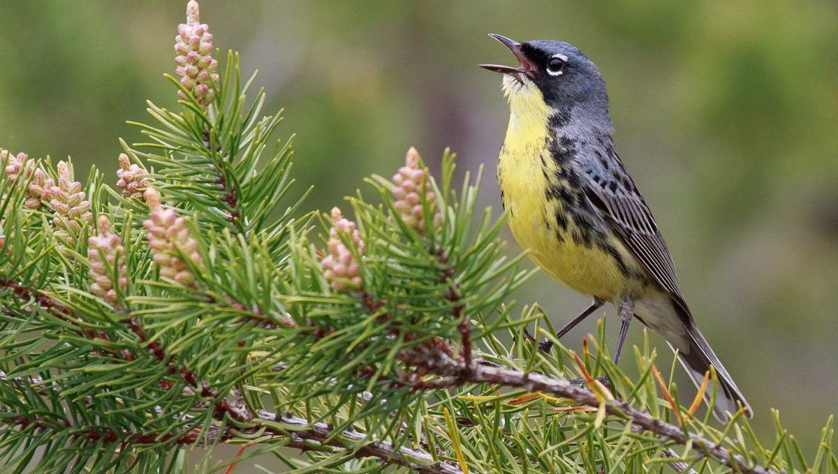 कर्टल्यान्ड्स वार्ब्लर। तस्बिर स्रोतः मिसिगन आडवन